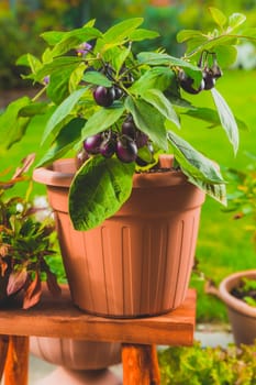 Small eggplants cultivated for container or pot for balcony, patio or terrace - Patio Baby Mini Eggplant