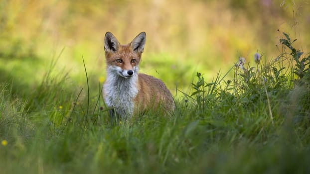 Cute red fox, vulpes vulpes, standing in tall green vegetation on meadow in summer at sunrise. Adorable animal wildlife in natural environment with copy space.