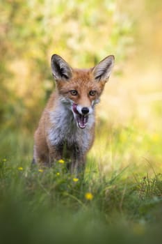 Adult red fox, vulpes vulpes, standing in shadow and licking open mouth with white teeth. Vertical front view of mammal predator hunting on green meadow in summer nature.