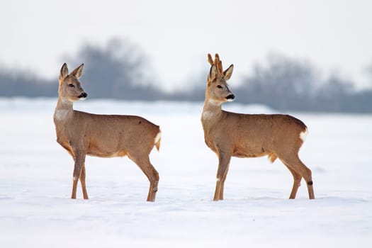 Roe deer Capreolus capreolus in winter. Male and female deer with snowy background.