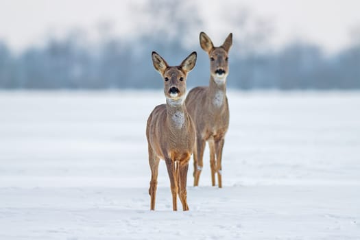 Roe deer Capreolus capreolus in winter. Doe and fawn deer on snow. Alert cute wild animals watching forward.
