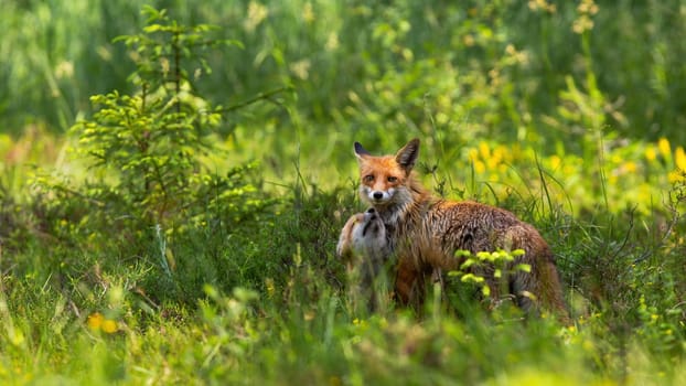 Affectionate red fox, vulpes vulpes, cub snuggling to its mother on green meadow in summer at sunrise. Baby animal nuzzling on a glade with copy space.