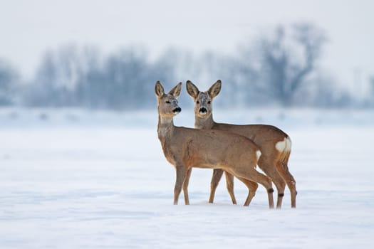 Young Roe deer Capreolus capreolus in winter. Deer with snowy background. Wild animals interacting with each other standing close together.