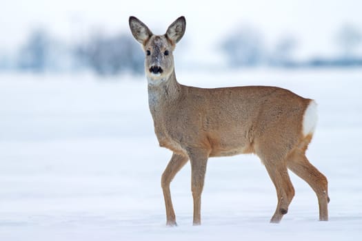Roe deer Capreolus capreolus in winter. Roe deer with snowy background. Wild animal with snowy trees on background.