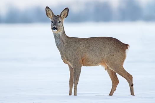 Roe deer Capreolus capreolus in winter. Young male deer buck in cold snow.