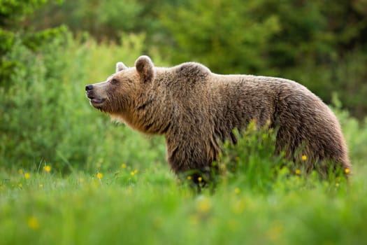 Alert brown bear, ursus arctos, sniffing with snout up in summer nature with green blurred background. Attentive wild mammal detecting scents on a meadow with green grass.