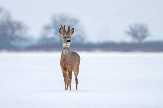 Roe deer buck, capreolus capreolus, in winter from front view. Male mammal with growing antlers on white field. Wild animal in nature.