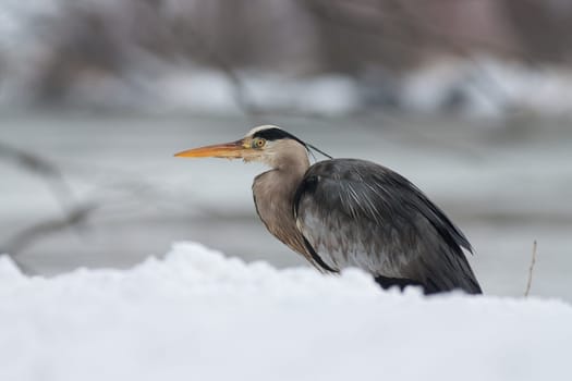 Grey Heron in white snow wind during cold winter. Wildlife scene from nature. Snow storm with bird. Heron with snow in the nature habitat. Cold snowy winter in Europe.