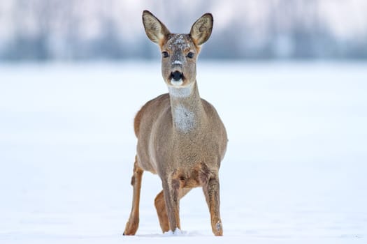 Roe deer Capreolus capreolus in winter. Roe deer with snowy background. Wild animal with snowy trees on background.