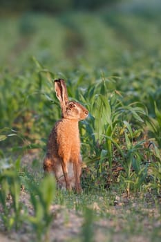 European brown hare, Lepus europaeus at down. Wild animal on corn field with soft orange light of sunrise.