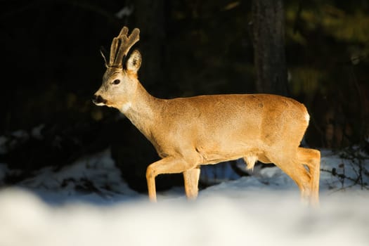 Roe deer, capreolus capreolus, buck with antlers in velvet walking in snowy forest in wintertime nature. Wild mammal moving in white environment at sunset.