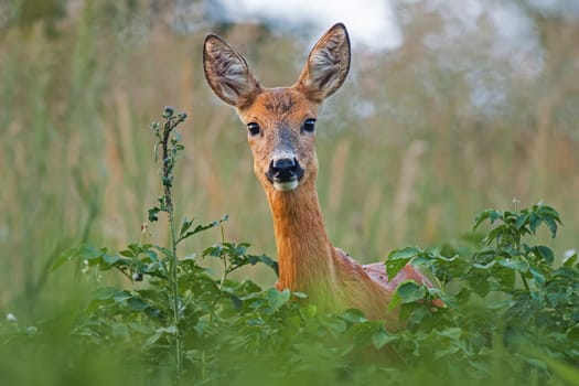 Portrait of roe deer doe female in summer. Close-up of wild animal with fresh colors.