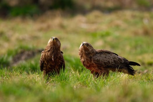 Two lesser spotted eagles, clanga pomarina, looking upwards on a glade with green grass in wilderness. Couple of wild bird observing sky. Animal wildlife in nautre.