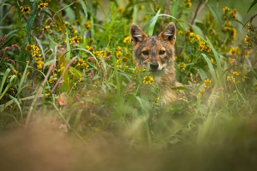 Golden jackal, canis aureus, peeking out of long grass in summer. Small brown predator looking to the camera in wildflowers. Grey wild dog hiding in vegetation.