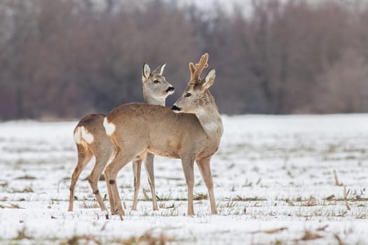 Roe deer Capreolus capreolus in winter. Roe deer buck with antlers covered in velvet. Wild animal male and female cute interaction.