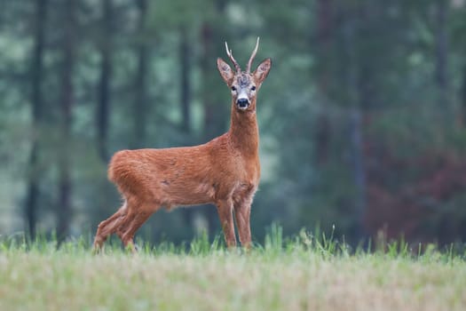 Male roe deer capreolus capreolus buck on meadow. Wild animal on grassland with short grass and blurred forest in background.