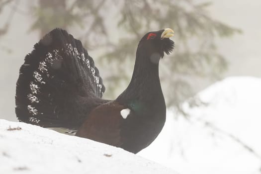Western capercaillie, tetrao urogallus, standing on snow in winter nature. Dark bird with big tail lekking in forest. Wild grouse courting on snow in old growth forest in Romania.
