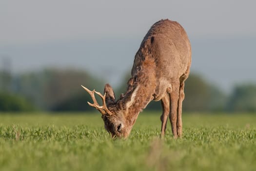 Roe deer grazing in a field. Roe deer in a spring amidst field full of saffron. Roe deer wildlife. Roe deer in winter coating