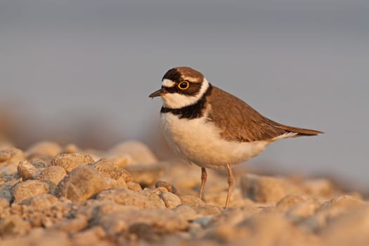 Little ringed plover during sunset with beautiful warm orange background, Charadrius dubius, little wading bird in its natural environment