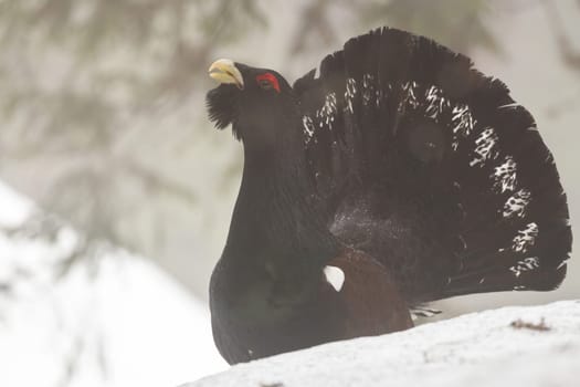 Western capercaillie, tetrao urogallus, lekkingin forest in wintertime. Wild goruse with big black tail courting in woodland. Dark bird standing on snow.