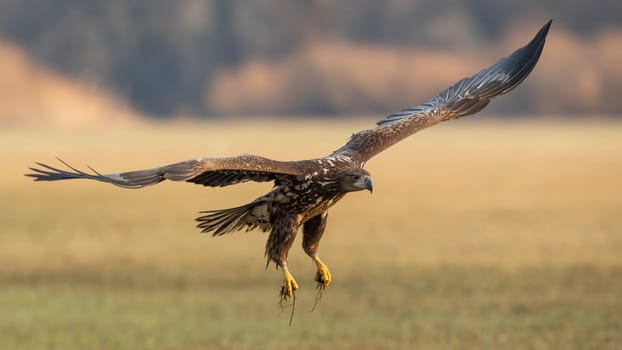 Juvenile white-tailed eagle, haliaeetus albicilla, in flight over the pasture. Young hunter with beak landing on field in autumn. Immature bird of prey with open wings.