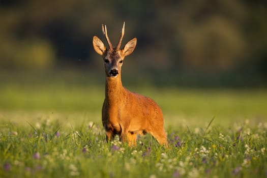 Roe deer, capreolus capreolus, looking on meadow in summertime golden hour. Antlered mammal standing in wildflowers in sunset. Roebuck watching on field.