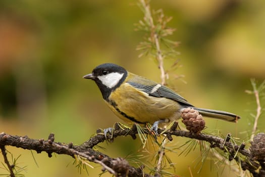 Great tit, Parus major, with autumnal background. Wild bird pearched with yellow bluerred background.