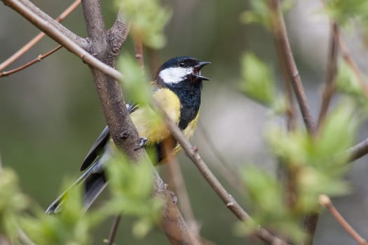 Bird singing in spring forest with fresh green tree in Sunny day. Great tit, parus major, in fresh spring with open beak. Wild animal in natural environment.