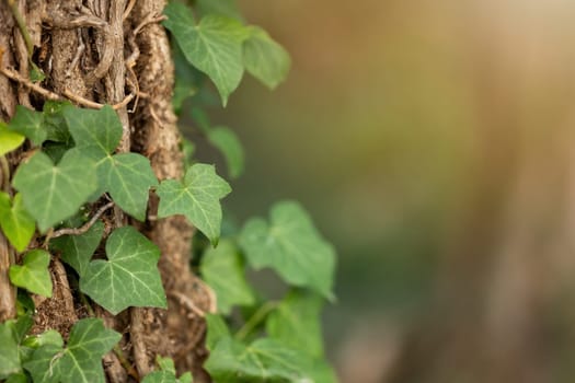 Ivy on textured bark with light in background in close up. Creeper plat growing on trunk with sunlight in detail. Evergreen leaves on tree.
