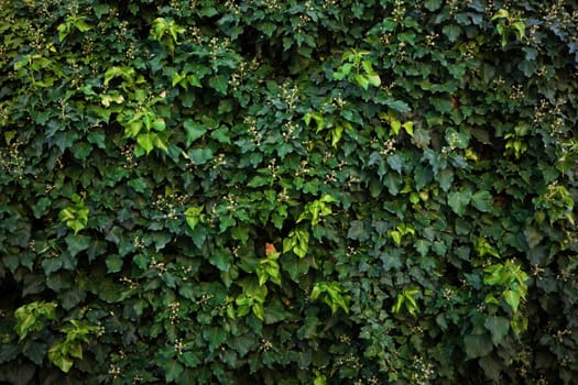 Green natural background of ivy leaves growing on a wall outdoors. Natural wallpaper creating calming background with structure of plant branches. Pattern of foliage in summer.