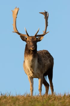Fallow deer, dama dama, standing on grass with blue sky in background. Spotted stag looking to the camera on green field. Antlered animal staring on meadow in vertical shot.