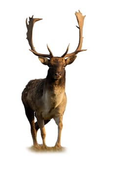 Fallow deer, dama dama, walking on meadow isolated on white background. Antlered mammal approaching on grass cut out on blank. Spotted stag watching with copy space.