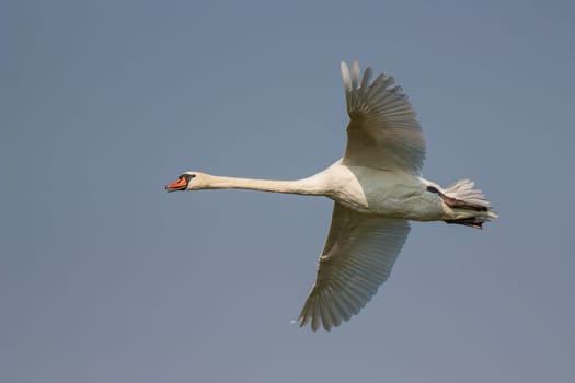 Mute swan, Cygnus olor, in flight with skies in the background. Big white bird flying.