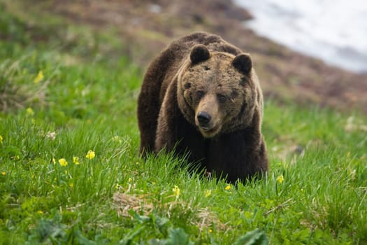 Brown bear, ursus arctos, moving on green glade in sprintime nature. Big predator observing on alpine meadow in spring. Large wild mammal walking on hill.