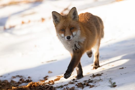 Red fox, vulpes vulpes, looking to the camera on snow in winter sun. Orange predator approaching on snowy ground in sunlight. Little beast moving on white frost.
