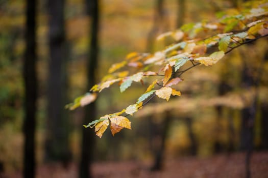 Colorful leaves hanging on tree in autumn nature focused. Yellow foliage on twig in fall forest in close up. Background of orange woodland.