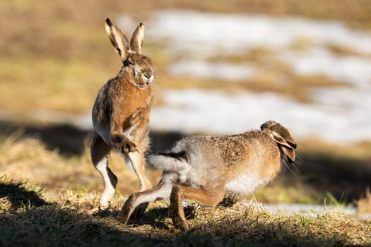 Two brown hare, lepus europaeus, fighting on field in spring nature. Pair of rabbits boxing on glade in sunlight. Brown long ear mammals in action on meadow.