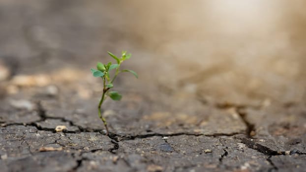 Little plant growing from dry ground in sunlight in background. Drought country during global warming. Leaves going from slit in crakcling earth. Concept of climate change impace on agriculture.