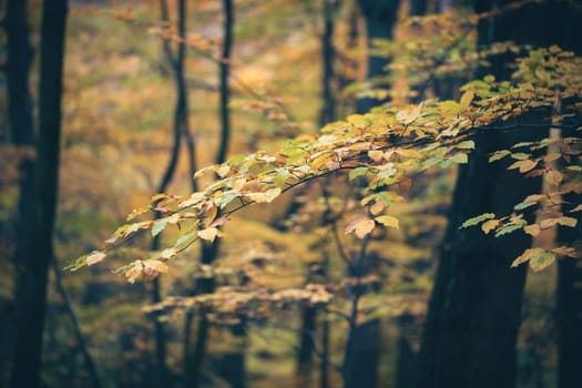 Yellow foliage on branch in autumn woodland in close up. Colorful leaves hanging on tree in fall nature. Orange forest like background.