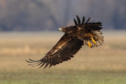 Young white-tailed eagle, haliaeetus albicilla, landing on field in autumn. Immature bird of prey flying over the glade in fall. Juvenile feathered predator with open wings.