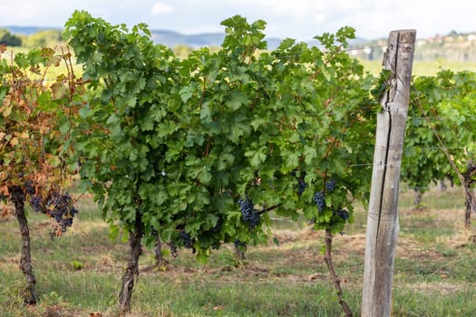 Wine orchard ready for harvesting in winery area in summer. Fresh growth grapes growing on bushy tree in vineyard. Green plant with juicy fruit on countryside.