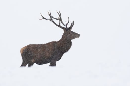 Red deer, cervus elaphus, standing on field in snowstorm in winter. Antlered stag looking in white environment from side. Brown mammal watching on snow during snowing.