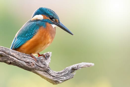 Common kingfisher, alcedo atthis, resting on tree with space for text. Bright beautiful bird sitting on bough with copy space. Color feathered animal watching on wood in sunlight.