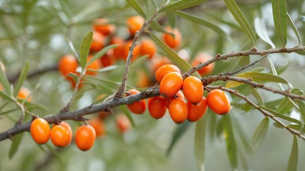 Fresh sea ​​buckthorn growing on branch in autumn. Little vitamin sour berries on twig in garden in fall. Small orange raw healthy fruit on bough on tree.