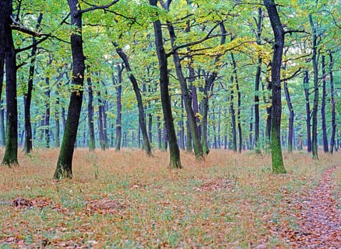 Autumn Forest with path