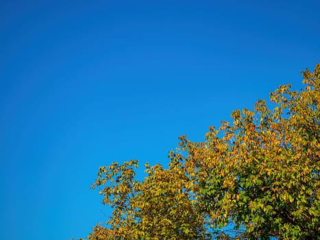 Yellow autumn foliage of a tree against a blue sky. Yellow leaf. Tree leaf. Blue sky. Autumn season. Season. Nature. Environment. Background image. Sunlight. Place for your text.