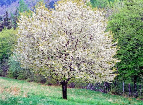 Blooming tree on field  in Spring