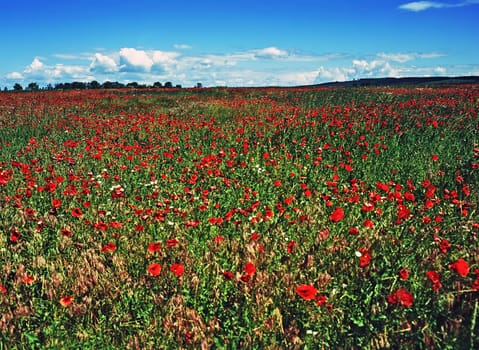 Poppy field with blue sky and clouds