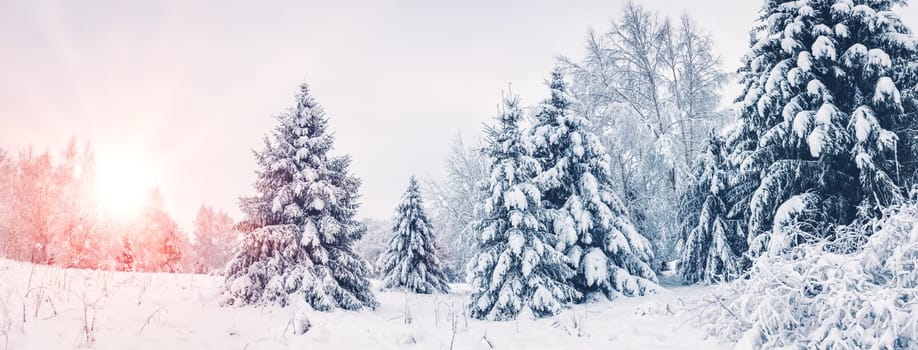 Beautiful view of the snowy forest in the morning. Firs covered by snow after blizzard. Snowy fairytale in natural park.