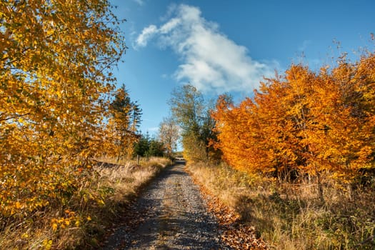 Countryside landscape, autumn season, with fall colored tree. Czech Republic, Vysocina
